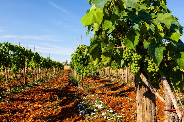 View of vineyards in the Istrian countryside