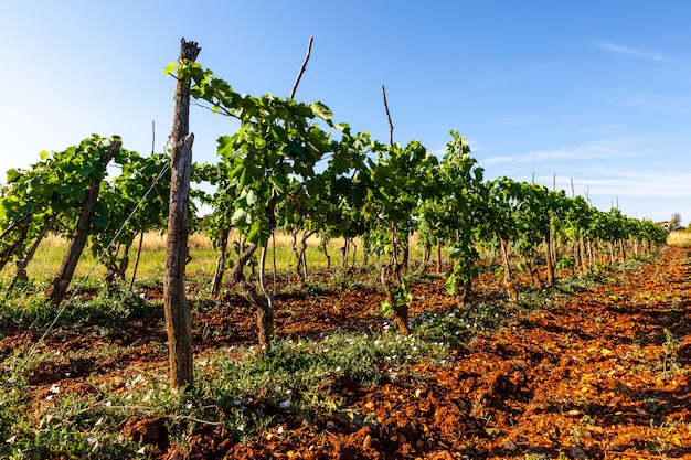 View of vineyards in the Istrian countryside