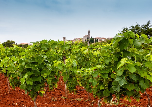 View of vineyards in the Istrian countryside