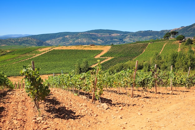 View of vineyards in the Spanish countryside, territory of Villafranca del Bierzo