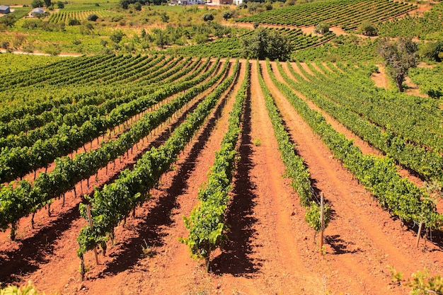 View of vineyards in the Spanish countryside, territory of Villafranca del Bierzo