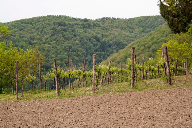 View of vineyards 