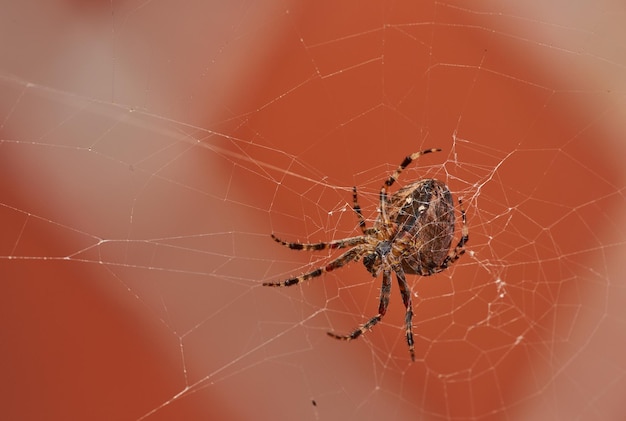 Below view of a walnut orb weaver spider in a web isolated against a blurred red brick wall background Closeup of a striped brown arachnid The nuctenea umbratica is from the araneidae family