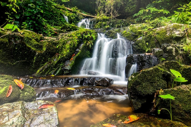 View of waterfall in forest