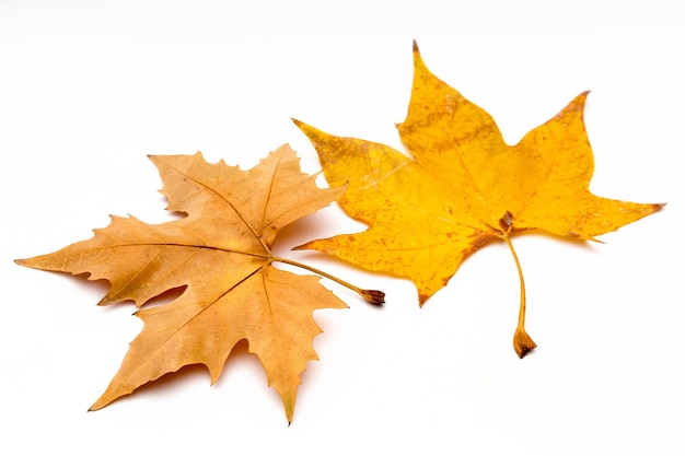 View on white background two tree leaves in autumn