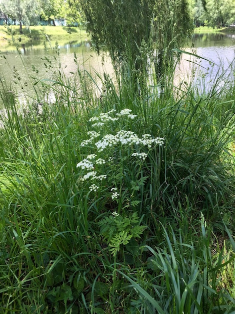 View of white wild flower and lake on a summer day Ukraine