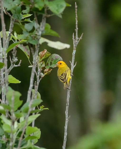 View of Wild Birds in the Serra da Mantiqueira mountains overlooking the landscape