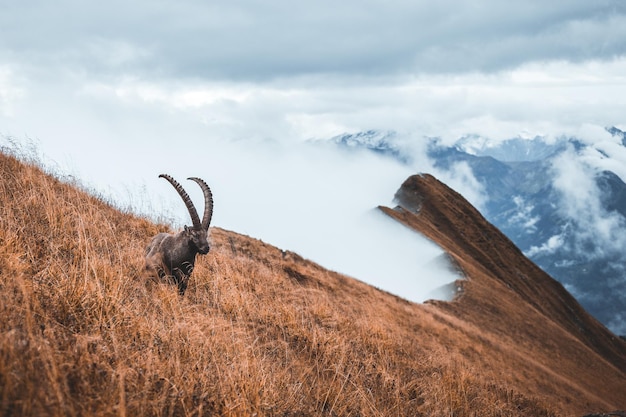 Photo view of wild goat on land against sky