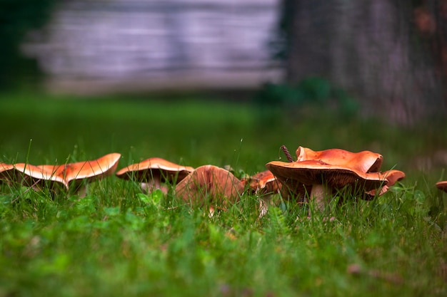 View of wild mushrooms on the grass