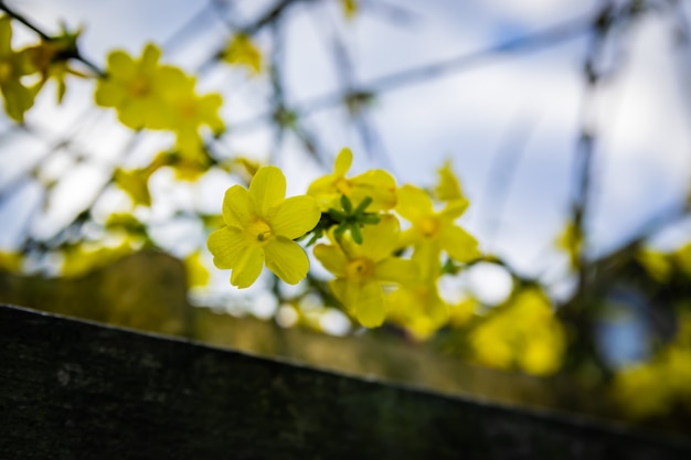 View of winter flowers of yellow jasmine on a background of blue sky.