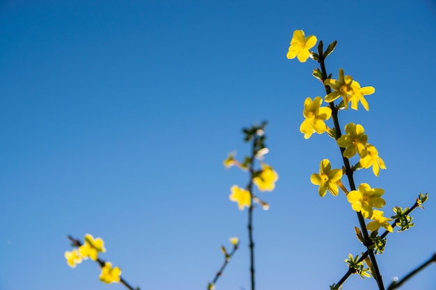 View of winter flowers of yellow jasmine on a background of blue sky.