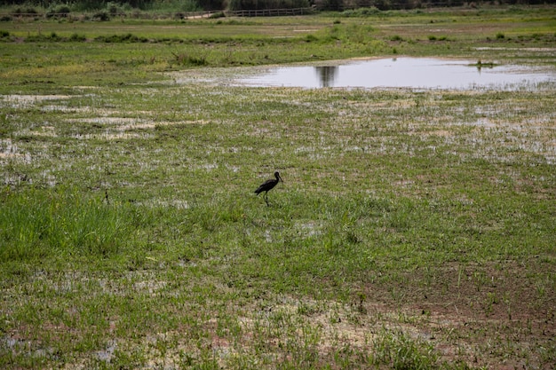 A view with a Glossy Ibis at Delta del Llobregat, El Prat, Spain