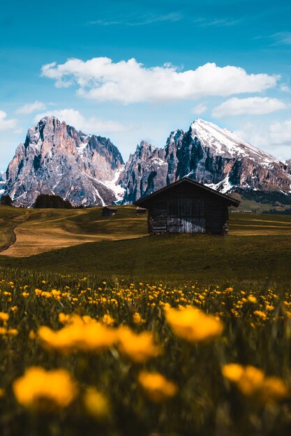 View of yellow flowers rural house and snow rocky cliffs a blue sky in Alpe di Siusi Italy