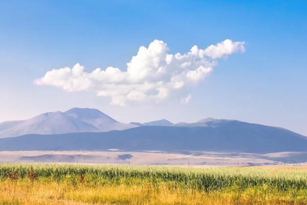 View of a yellow and green field and hills in the distance Toned