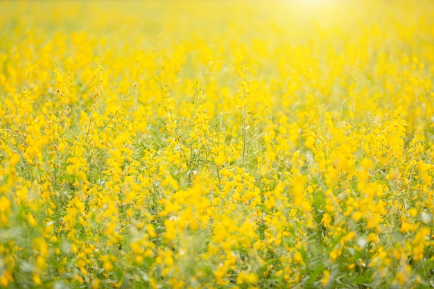 View of yellow Sunn Hemp field or Crotalaria juncea in field 