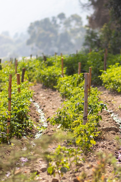 View of Zucchini Plantation in Peru