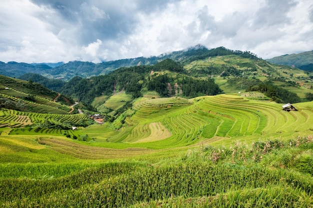 Viewpoint of rice field on terraced landmark of Mu Cang Chai