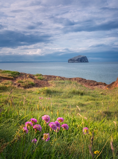 Views of Bass Rock Island with lighthouse from beach with spring flowers in North Berwick, Scotland