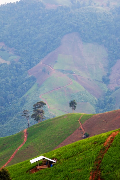 Views of the green corn garden in the mountains  with Small hut