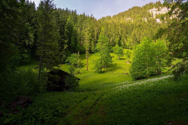 Views of the natural landscape near Simmenfalle waterfalls and forest Berner Oberland Switzerland