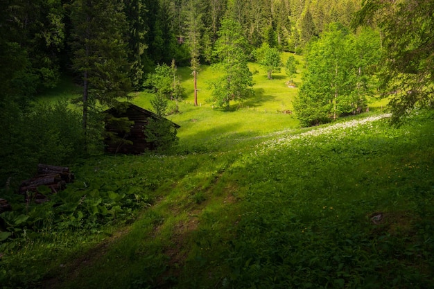 Views of the natural landscape near Simmenfalle waterfalls and forest Berner Oberland Switzerland