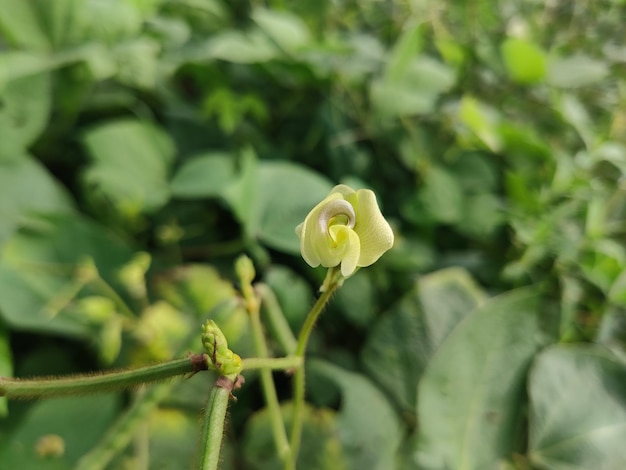 Vigna fruits. They are herbs or occasionally subshrubs. The leaves are pinnate.