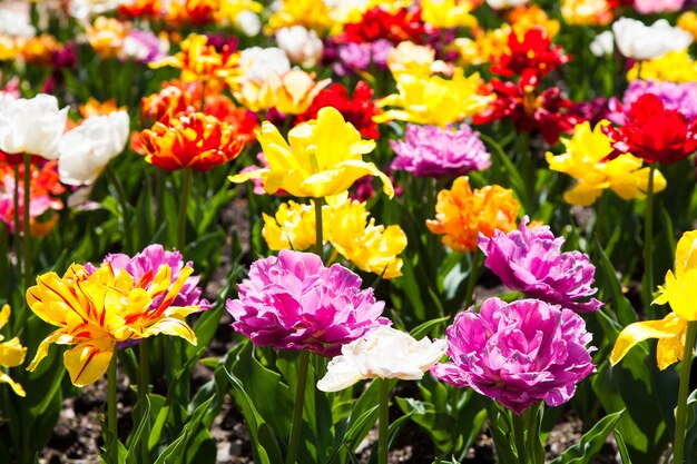 Villa Taranto - Italy. Famous Italian garden with a dedicated area for tulips cultivation.