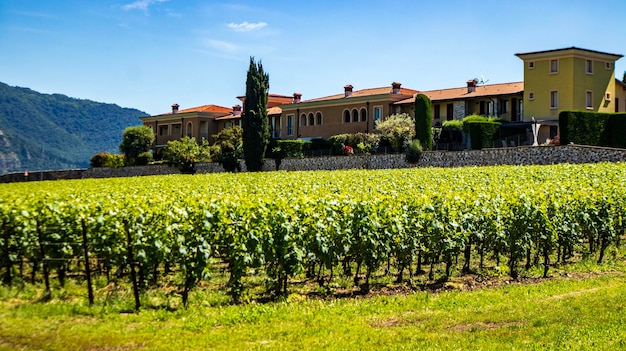 Photo a villa with a vineyard in the background