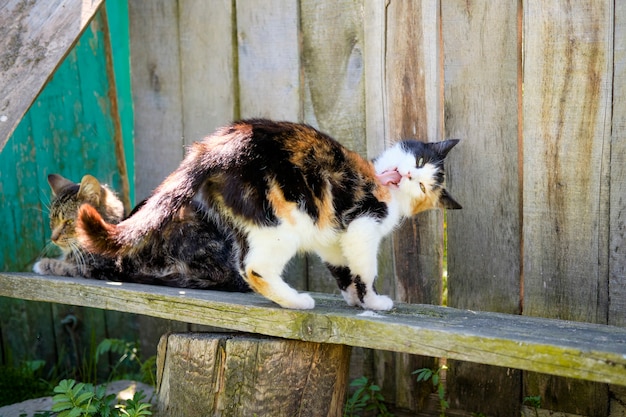 Village cat spotted in the street and basks in the sun on the porch