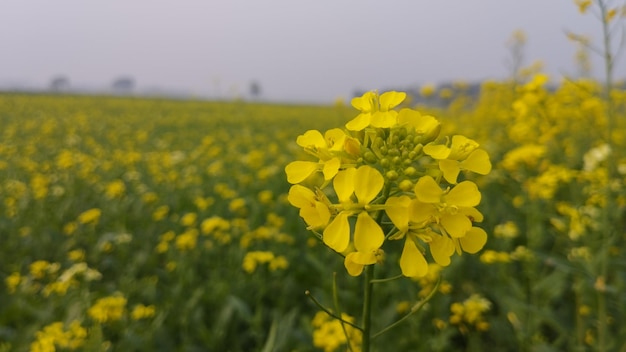 Village field mastered flower