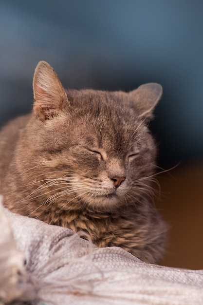 Village gray cat resting.  Curious  cat in village. Cat in a farm