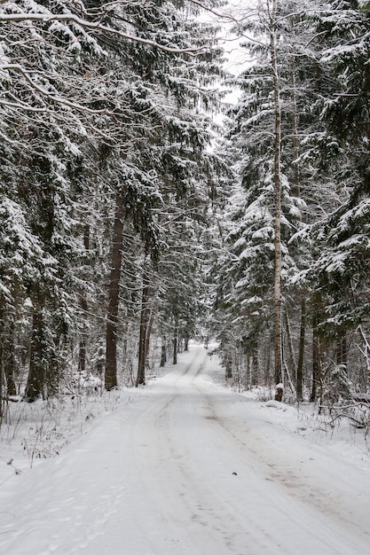 Village road in winter forest at cloudy day