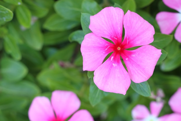 Vinca flowers in tropical