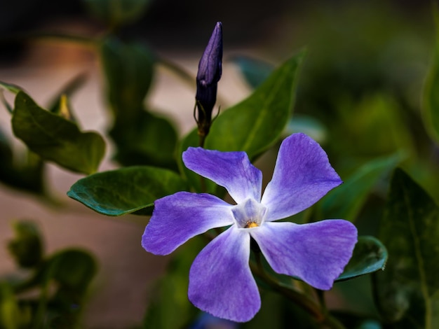 Vinca minor is a species of flowering plant in the dogbane family