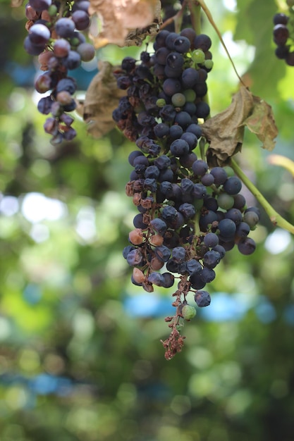 Vine of dried grapes diseases and pests of grapes