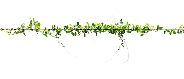 Vine on a pole on a white background