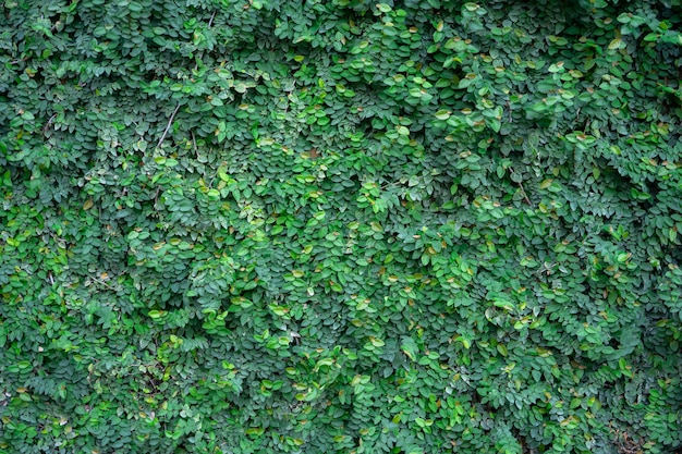 Vine wall