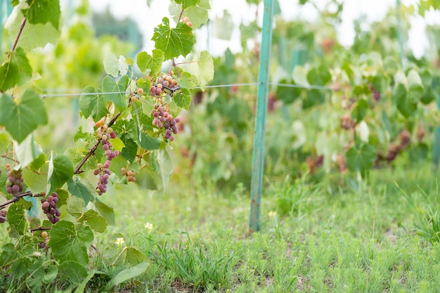 Vine with fresh fluffy young grape leaves in the vineyard background