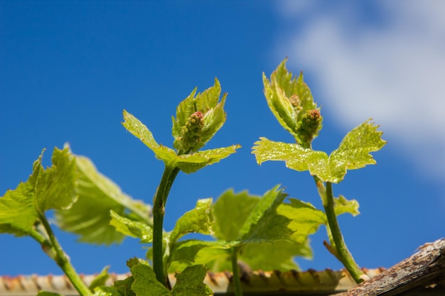 vine with green leaves on a background of sky in sunny weather