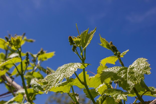 vine with green leaves on a background of sky in sunny weather