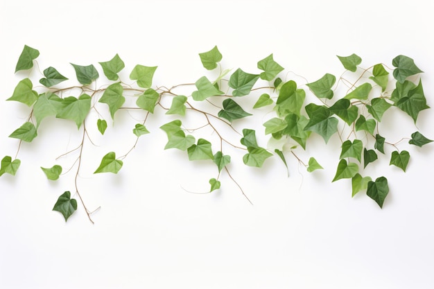 a vine with green leaves