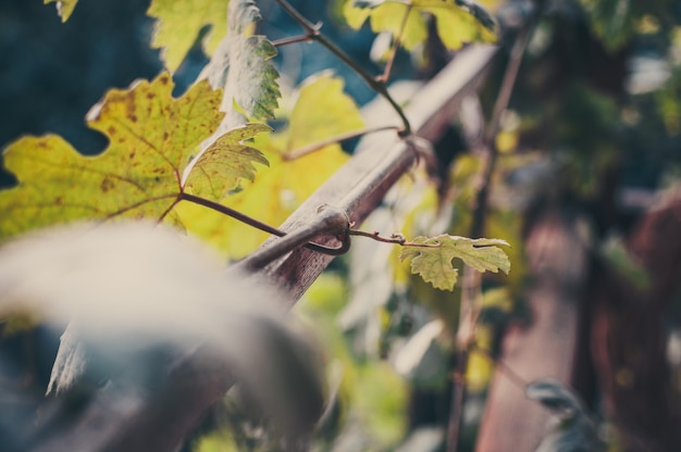  vine with leaves in autumn