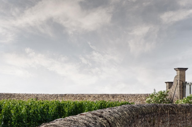 Vines and stone wall in France