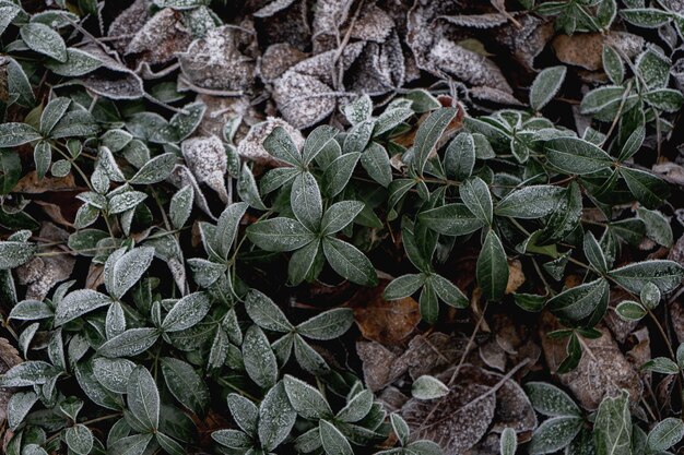 Vines with green leaves covered with white frost.