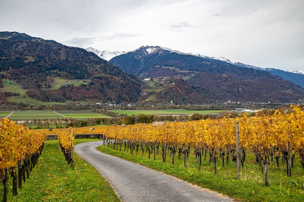 Vineyard and a castle near Jenins Switzerland in the Autumn