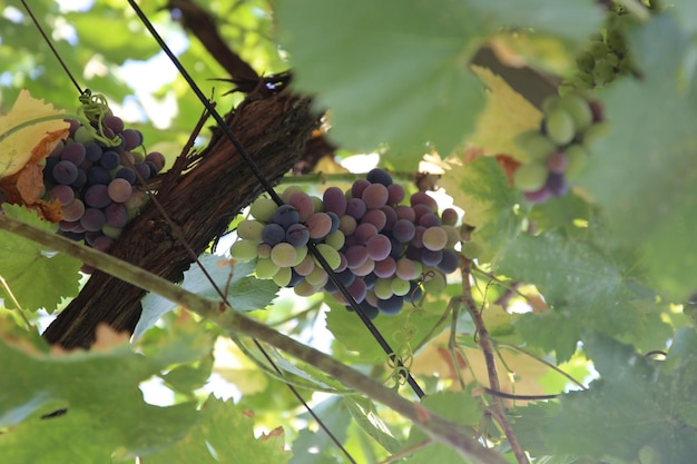 vineyard fields in Kakheti Georgia