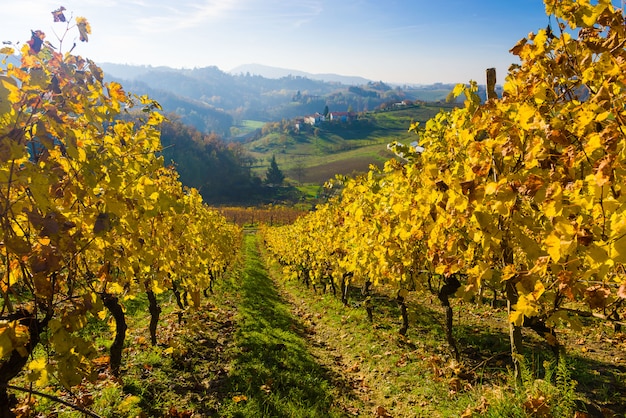 Vineyard hills in Autumn