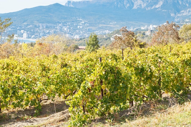 Vineyard in Massandra region of south coast Crimea