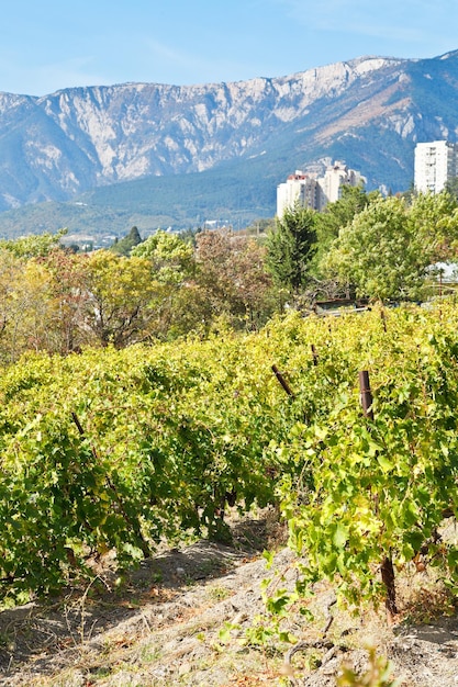 Vineyard in Massandra of south coast of Crimea