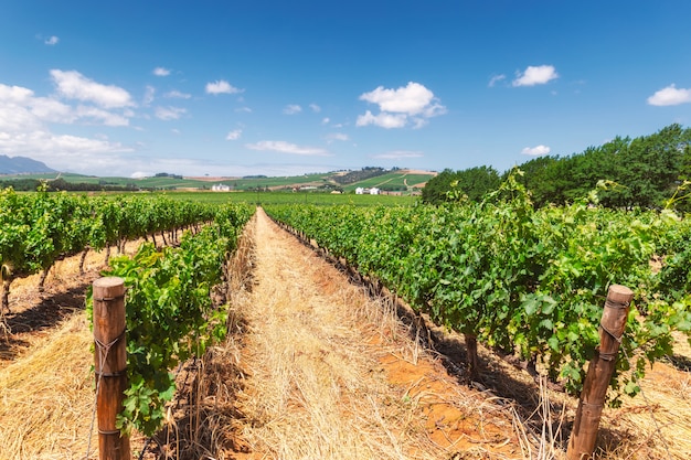 Vineyard and the mountains in Franschhoek town in South Africa